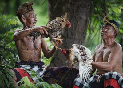 Tradisi Sabung Ayam Indonesia | Apakah Masih Disebut Tradisi