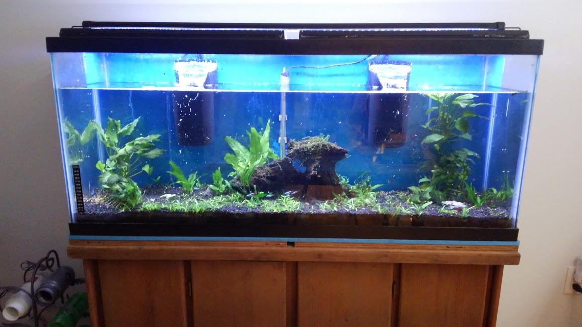 Tetra Whisper 85 GPH Internal Power Filter For Aquariums | For Fish Tanks Up To 10 Gallons, Whisper Quiet, Space-Saving Internal Filter Clips on Tank customer photo 2