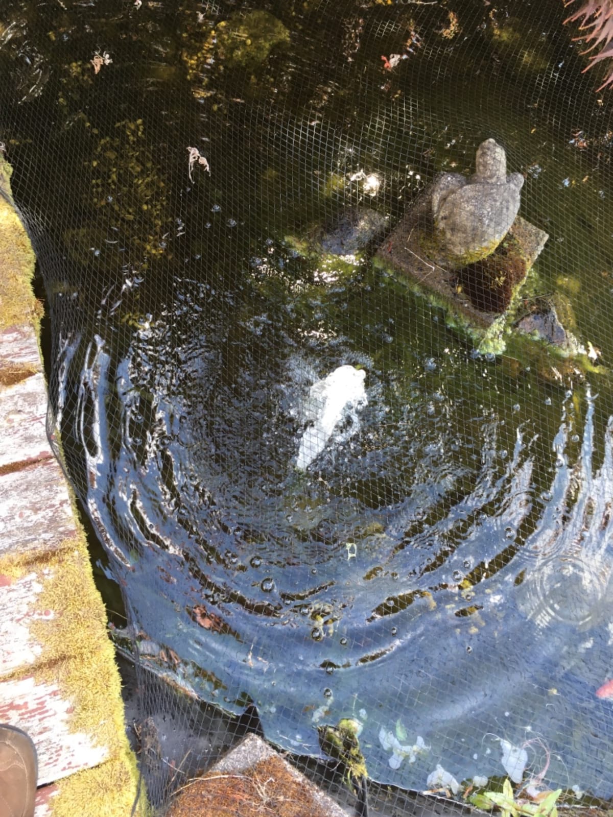 Danner Manufacturing, Inc., Pondmaster 700 GPH Pond-Mag, Magnetic Drive Water Pump, 02527 customer photo 1