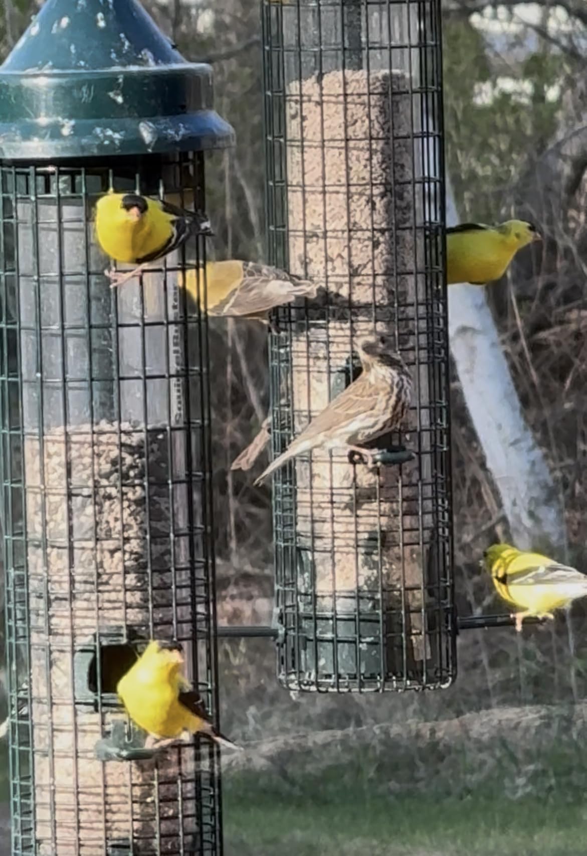 Squirrel Buster Classic Squirrel-proof Bird Feeder w/4 Feeding Ports, 2.4-pound Seed Capacity customer photo 2