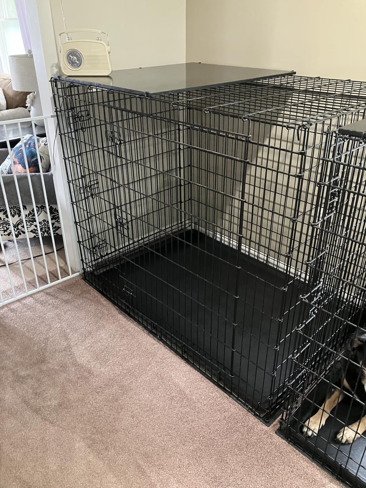 Midwest 36-Inch Double Door iCrate, for Medium-Large Breeds, 41-70 lbs customer photo 2