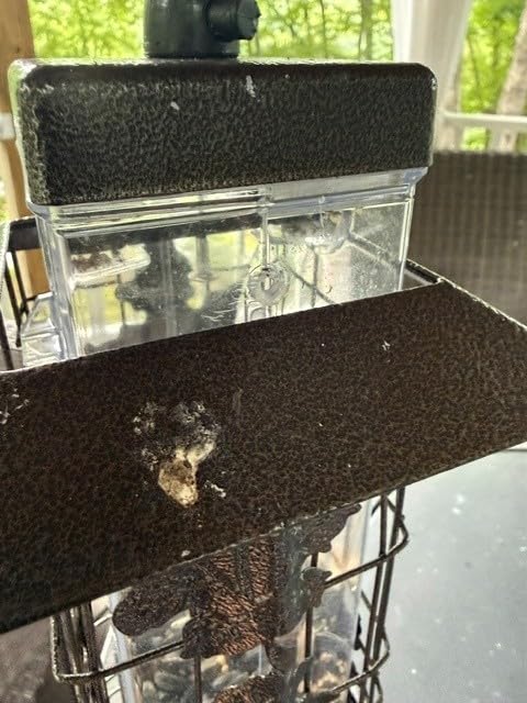 Perky-Pet Squirrel-Be-Gone Bird Feeder, 2 lb Seed Capacity | Weight-Activated Squirrel Proof Bird Feeder, Wild Bird Feeder for Outdoors with U-Shaped Perches and Clear Seed Reservoir customer photo 1