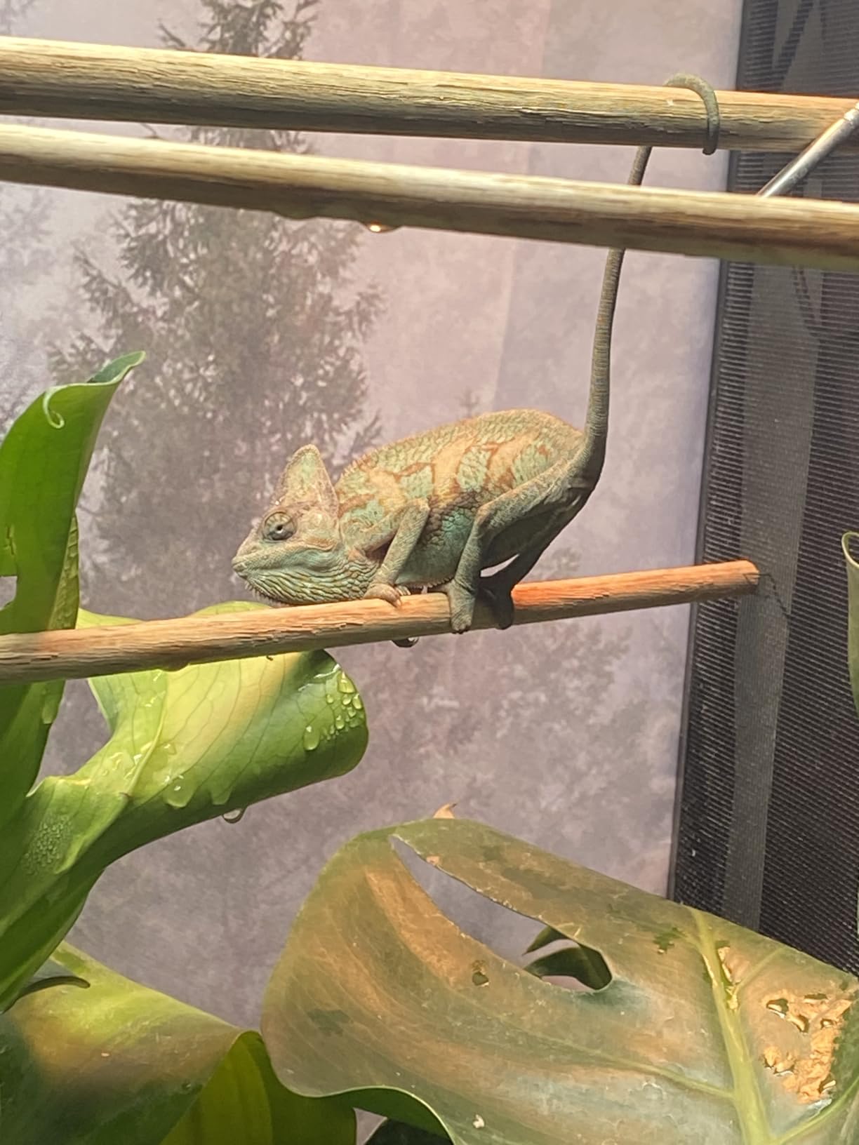 Zoo Med ReptiBreeze Open Air Screen Cage, 24 x 24 x 48 Inches customer photo 2