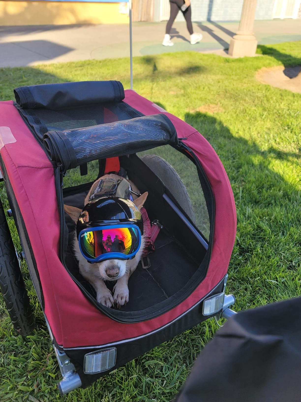 TRIXIE Dog Trailer for Bicycles, Dog Bike Trailer for Small Dogs up to 33 lbs, Quick Set-up and Fold Down, Red customer photo 2