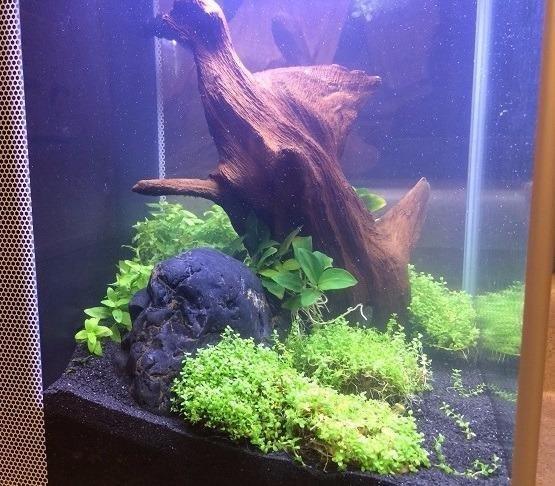Fluval SPEC Aquarium Kit, Aquarium with LED Lighting and 3-Stage Filtration System, 5-Gallon customer photo 1