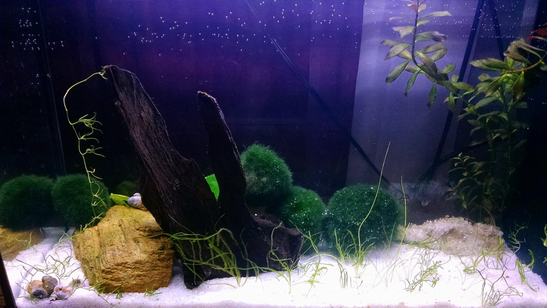Fluval SPEC Aquarium Kit, Aquarium with LED Lighting and 3-Stage Filtration System, 5-Gallon customer photo 2