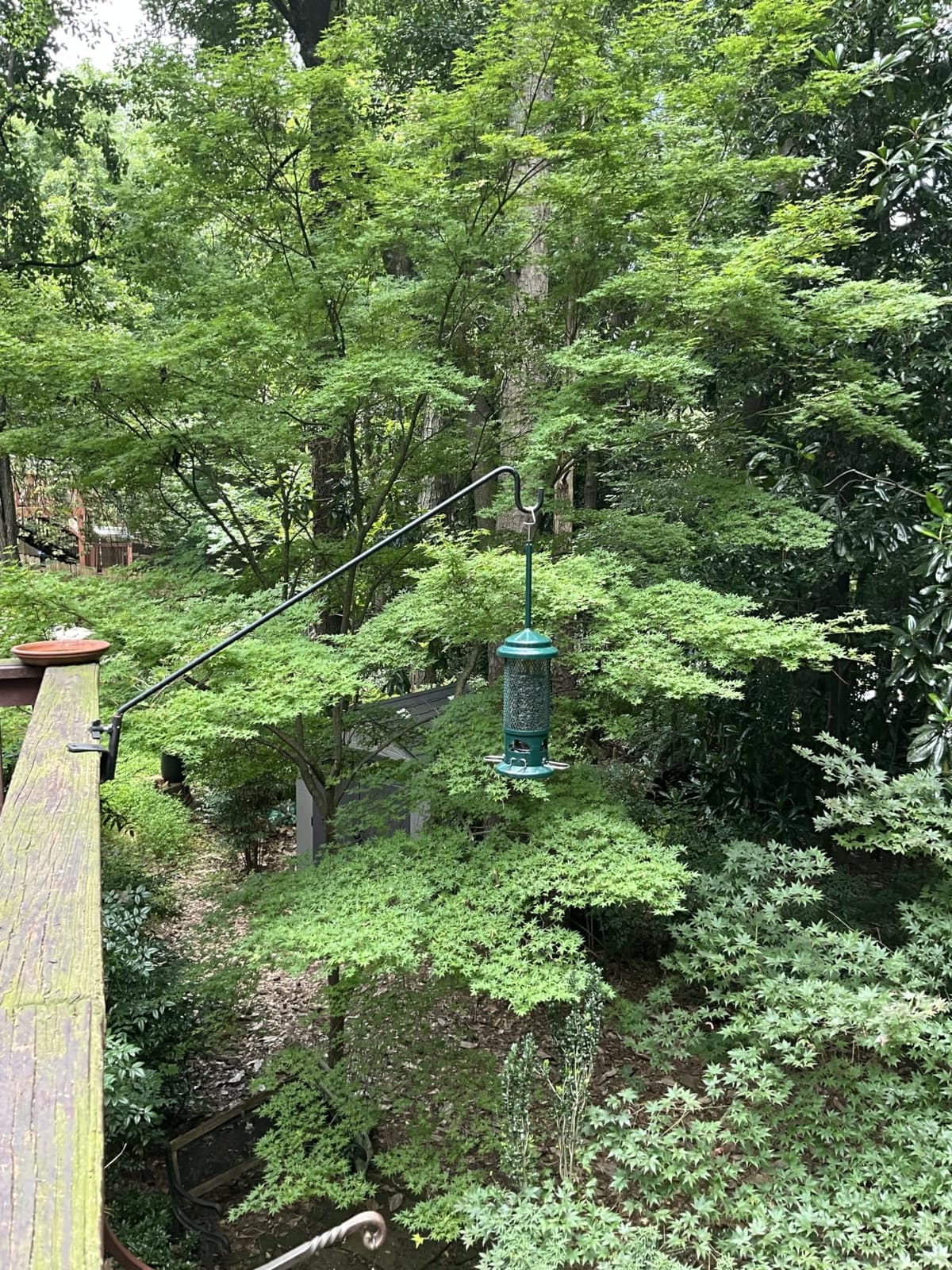 Squirrel Buster Standard Squirrel-proof Bird Feeder w/4 Metal Perches, 1.3-pound Seed Capacity, garden green customer photo 1