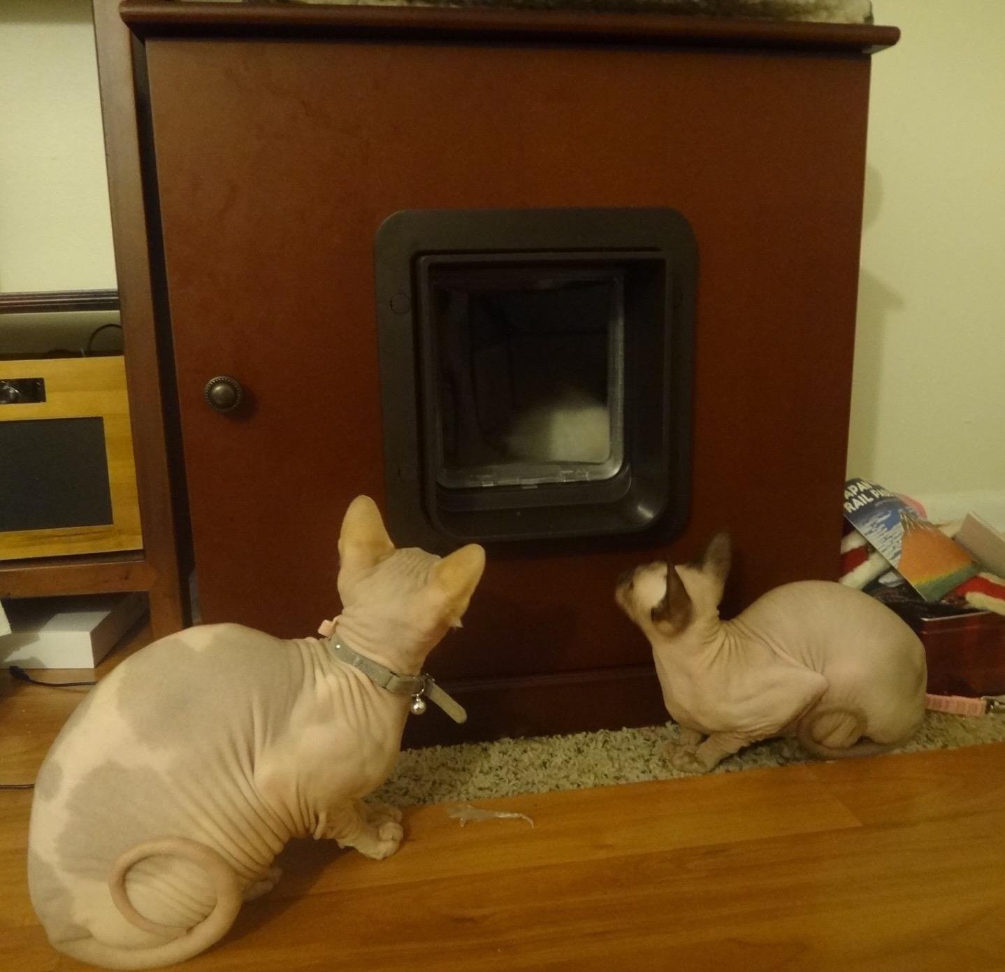 SureFlap Microchip Pet Door (Brown) customer photo 1