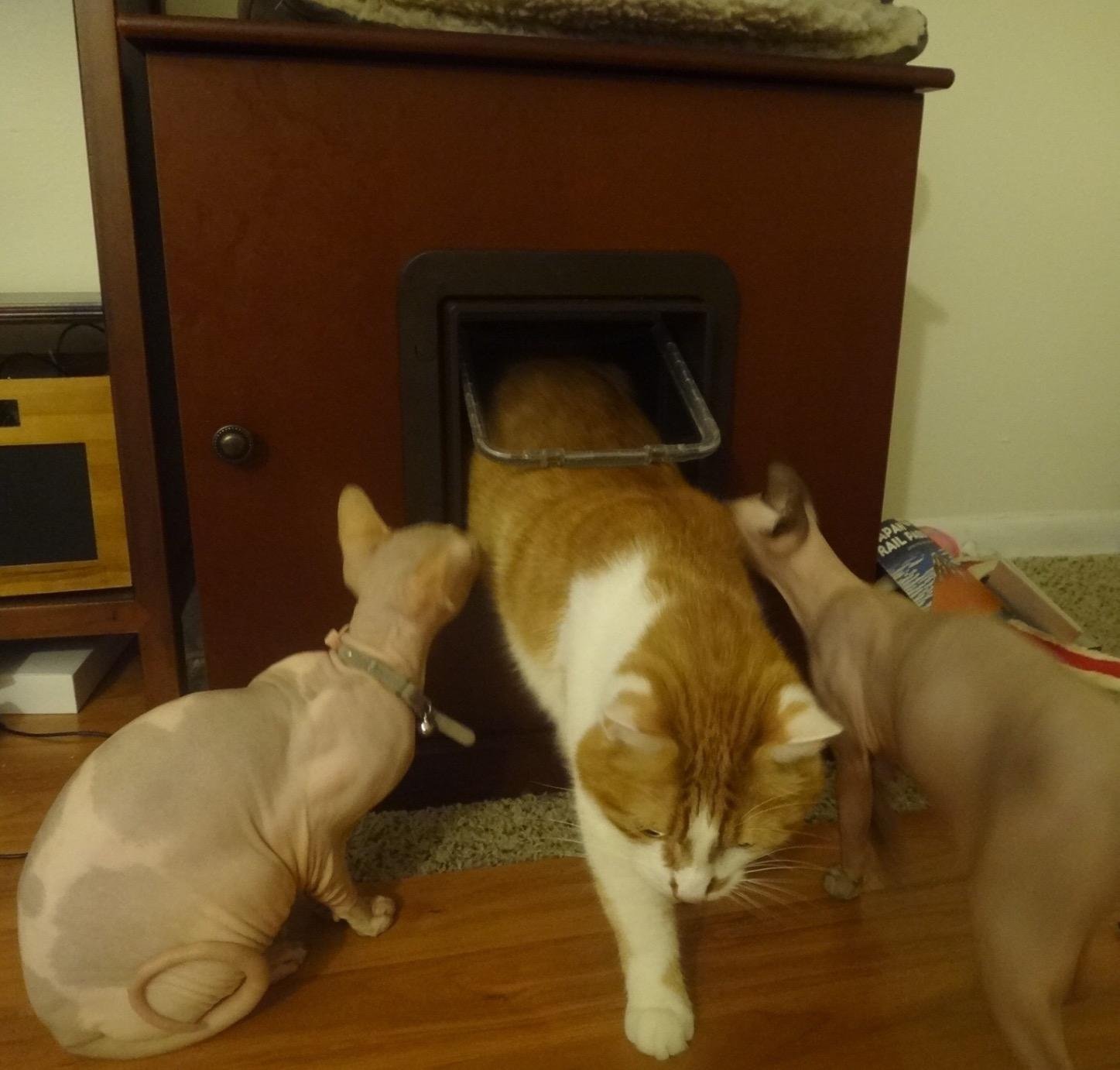 SureFlap Microchip Pet Door (Brown) customer photo 2