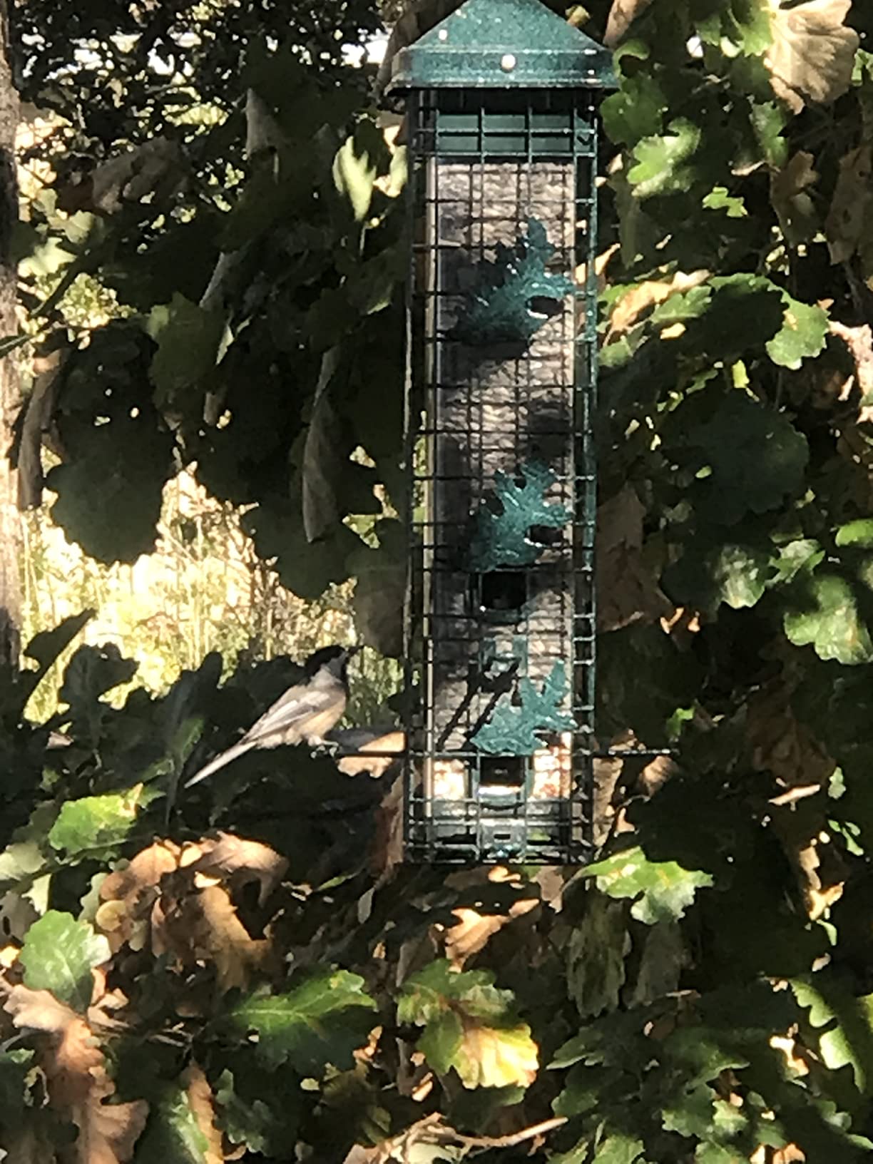 Squirrel Solution200 Squirrel-proof Bird Feeder w/6 Feeding Ports, 3.4-pound Seed Capacity, Free Seed Funnel customer photo 1