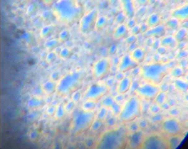 Celestron LCD Digital Microscope II - 3.5