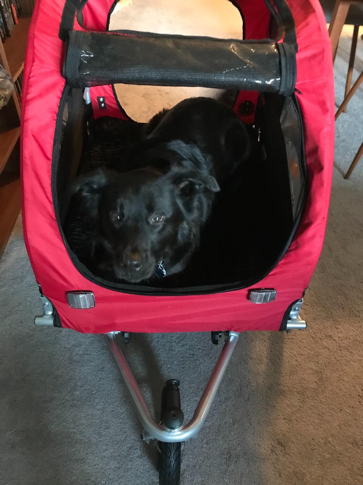 Best Choice Products 2-in-1 Dog Bike Trailer, Pet Stroller Bicycle Carrier w/Hitch, Suspension, Visibility Flag and Reflectors, 66lb Weight Capacity customer photo 1