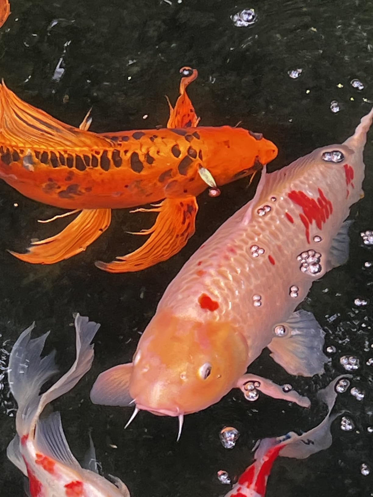 CrystalClear PondAir 2 Complete Aeration Kit, Koi & Fish Ponds Bubbler customer photo 1