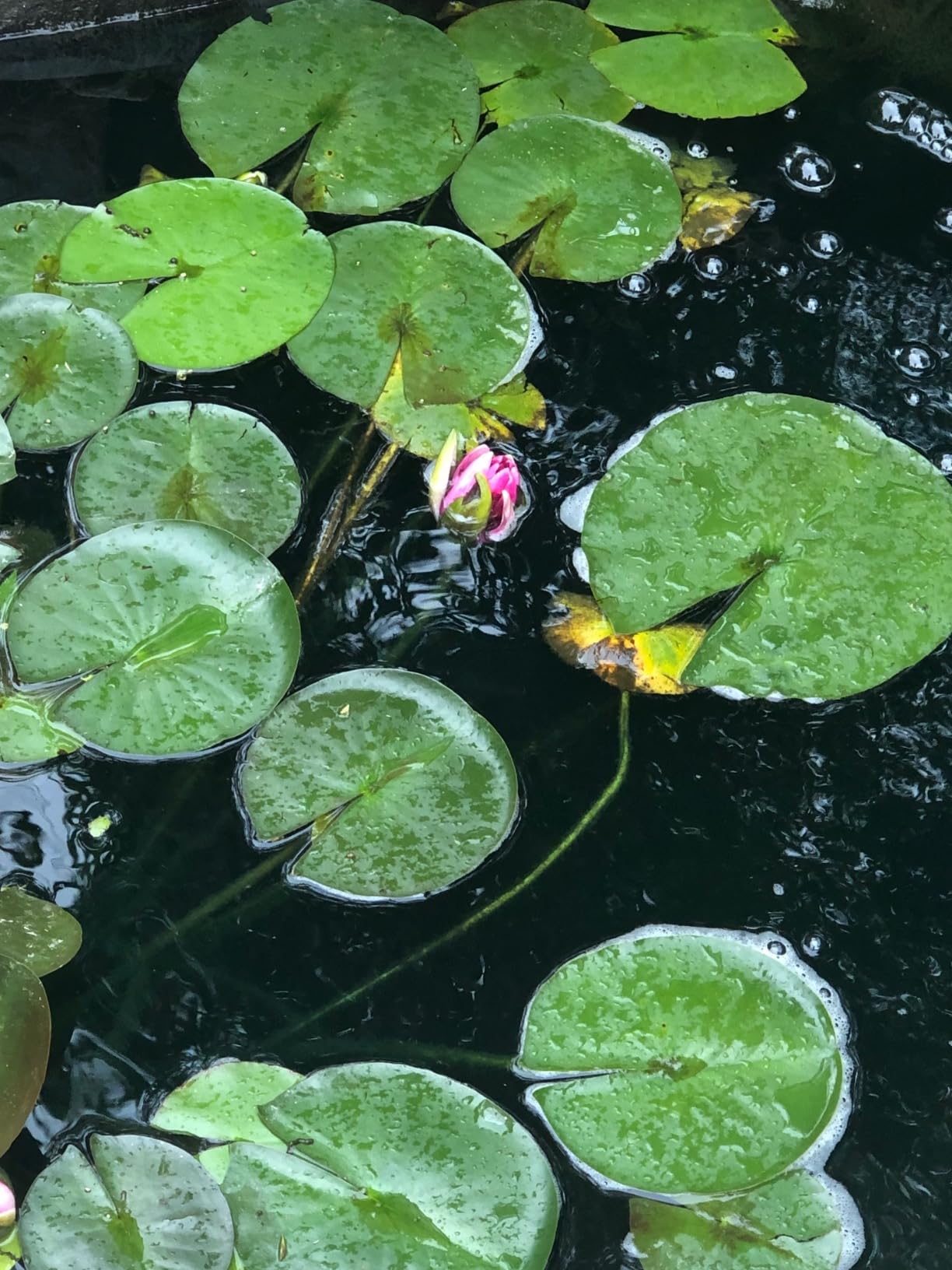SUN CPF-2500 Grech Pond Bio Pressure Filter, UVC Upto 1600 gal, 13W | EASY POND MAINTENANCE customer photo 2