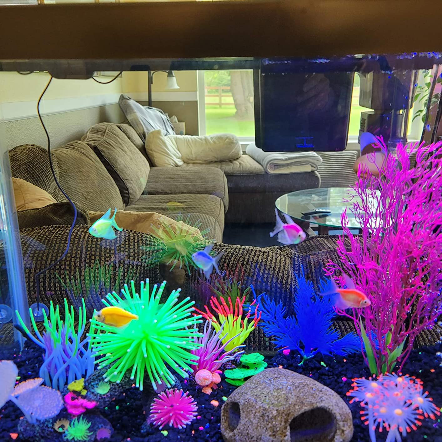 Tetra 20 Gallon Complete Tropical Fish Tank Kit customer photo 1