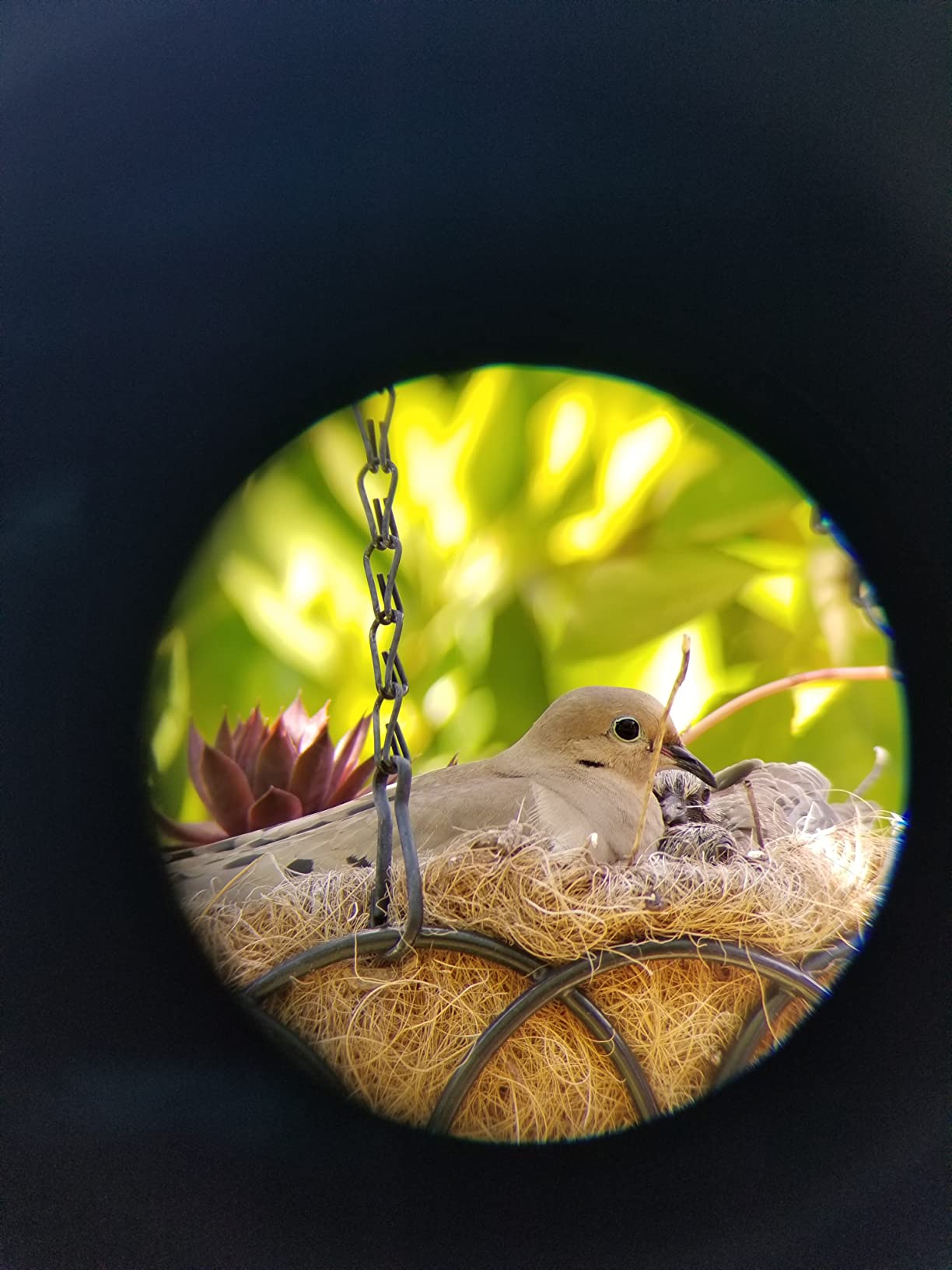 Celestron TrailSeeker 80 Spotting Scope - 20-60x Zoom Eyepiece - Bright, High-Resolution Viewing with Fully Multi-Coated XLT Optics - Dual Focus & Rotating Tripod Mount - Birding & Wildlife customer photo 2