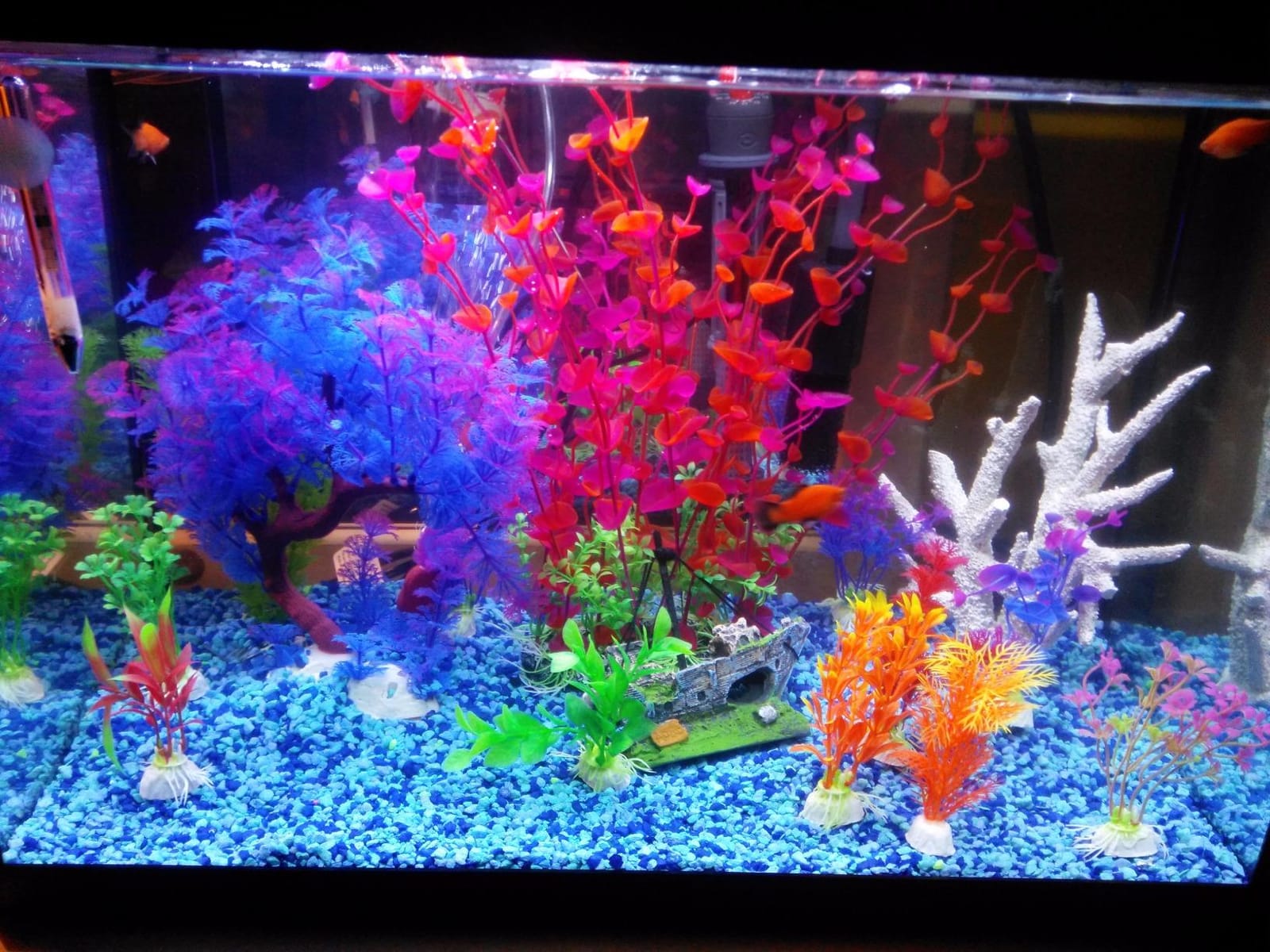 Marina 20 Gallon LED Aquarium Kit with Filter, Lighting & Accessories | Complete Fish Tank Setup customer photo 2