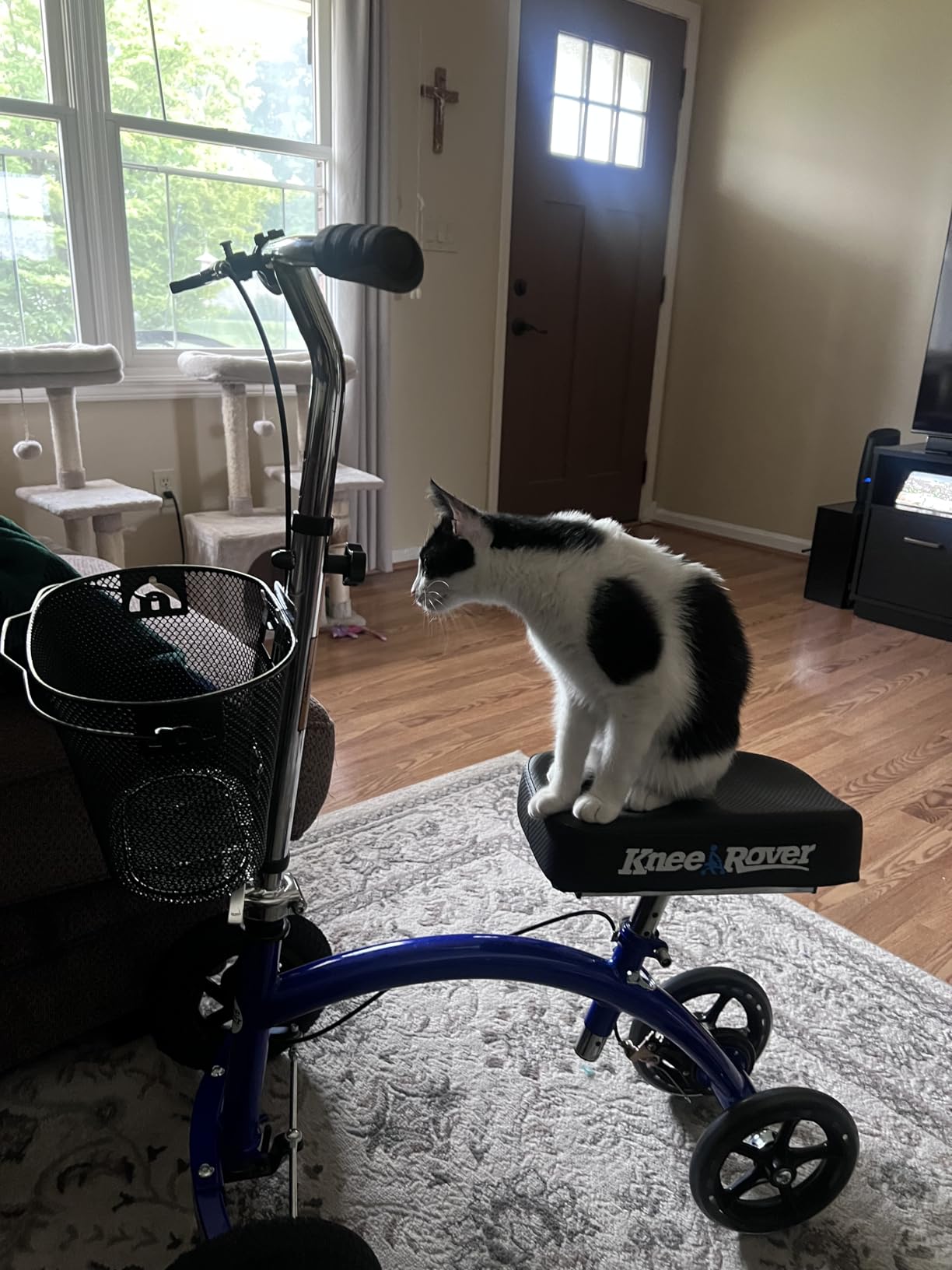 KneeRover Hybrid All Terrain Knee Scooter for Adults, Blue | Heavy Duty Knee Walker For Foot Surgery, Broken Ankle Foot Injuries, Leg Recovery Scooter, Knee Crutch Alternative customer photo 1