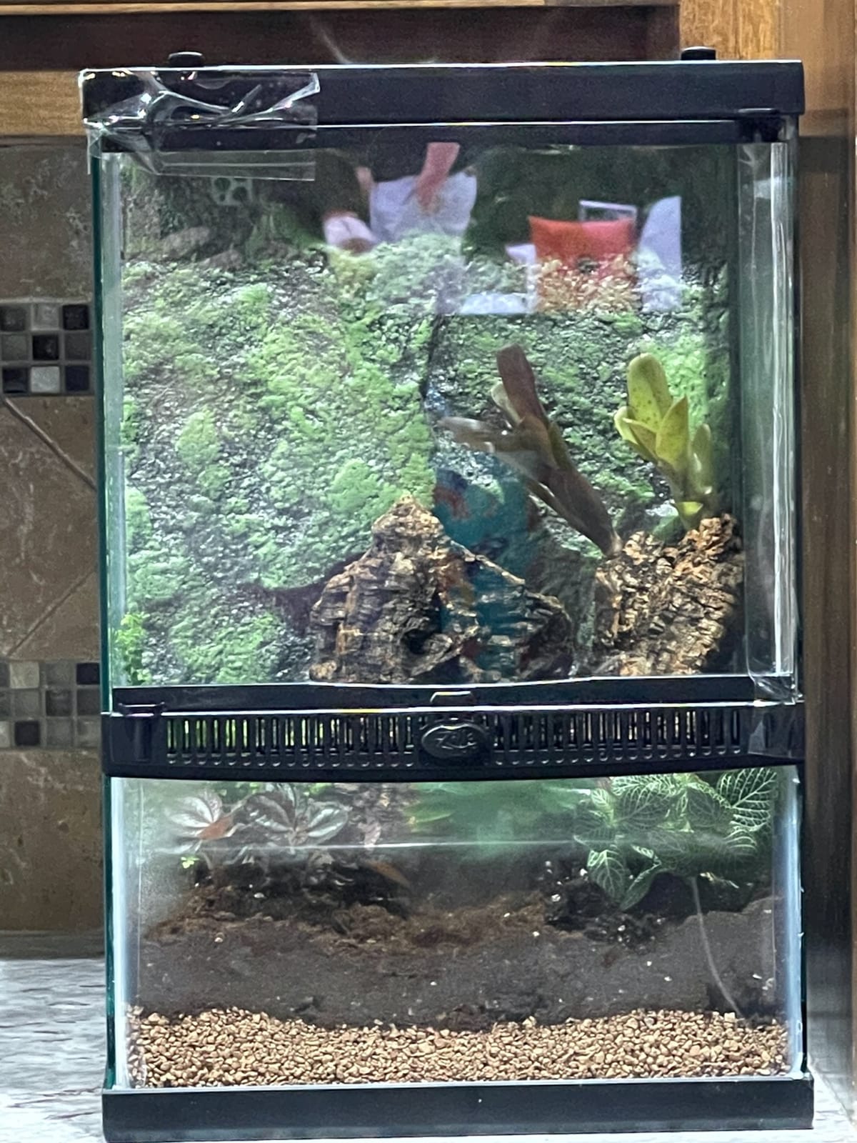 Zilla 11 Gallon Glass Tropical Vertical Terrarium Kit with Front-Opening Door and Hinged Screen Top customer photo 1