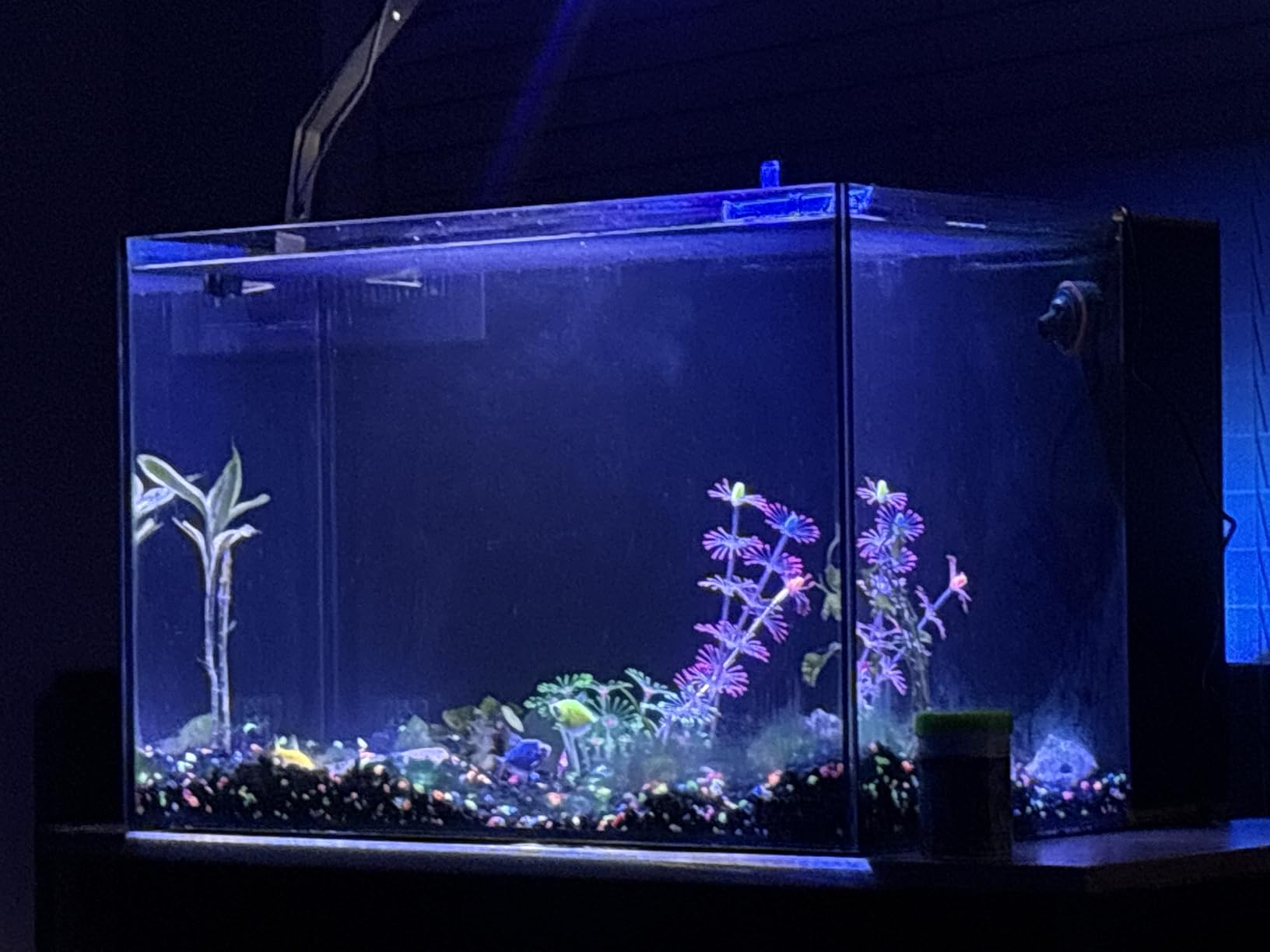 LANDEN EzFlux 60 Rimless 26 Gallon Rear Filtration Tank with Pump Included, 23.6x17.7x15.7in, 8mm Low Iron Glass customer photo 2