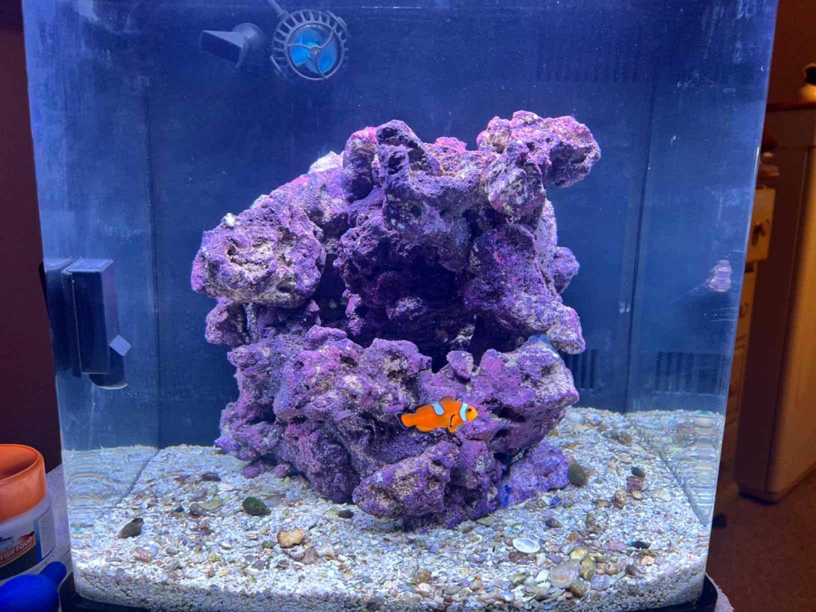 Coralife LED Biocube Aquarium Starter Kit, 16 Gallon Tank for Beginners | Start a reef tank. Cube aquarium with LED hood. Fish tank with filter, pump, 24-hour timer customer photo 2