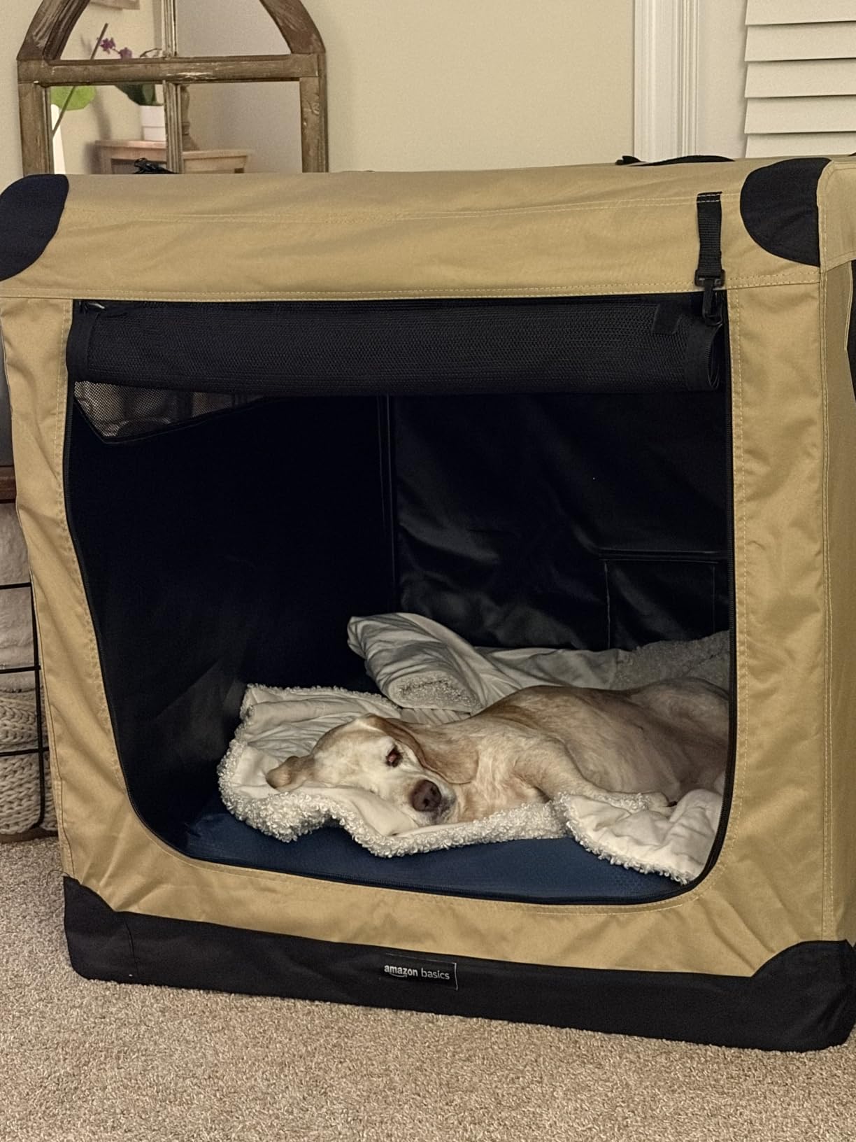 Amazon Basics Portable Folding Soft Dog Crate, Double Door, Collapsible Travel Kennel, Easy to Assemble, Medium, Tan customer photo 1