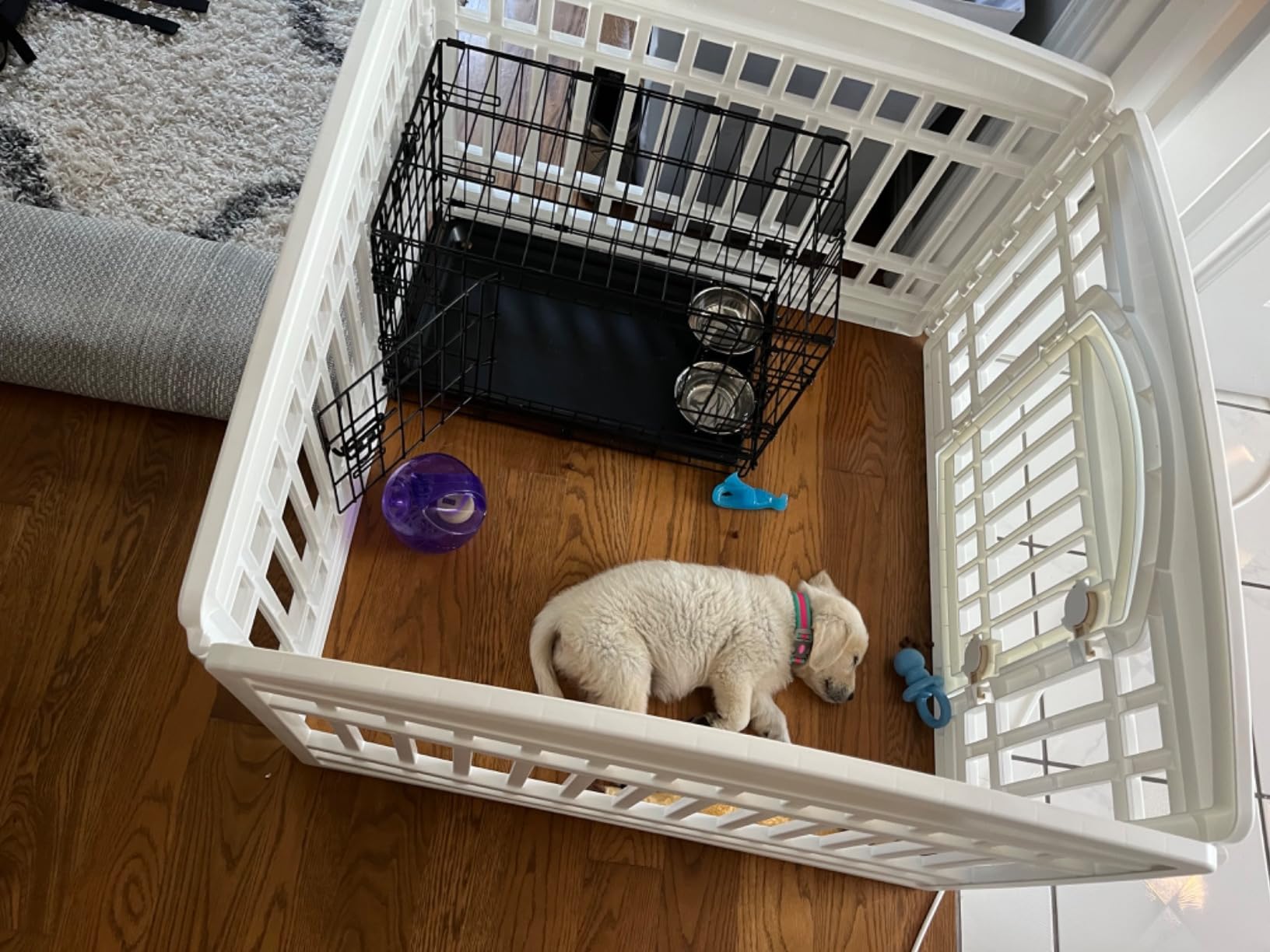 MidWest Homes for Pets Double Door iCrate Starter Kit, 42-inch Dog Crate Bundle for Large Dogs, Includes Cage, Pet Bed, 2 Bowls and Privacy Cover customer photo 1