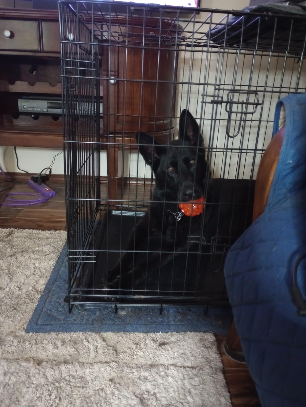 MidWest Homes for Pets Double Door iCrate Starter Kit, 42-inch Dog Crate Bundle for Large Dogs, Includes Cage, Pet Bed, 2 Bowls and Privacy Cover customer photo 2