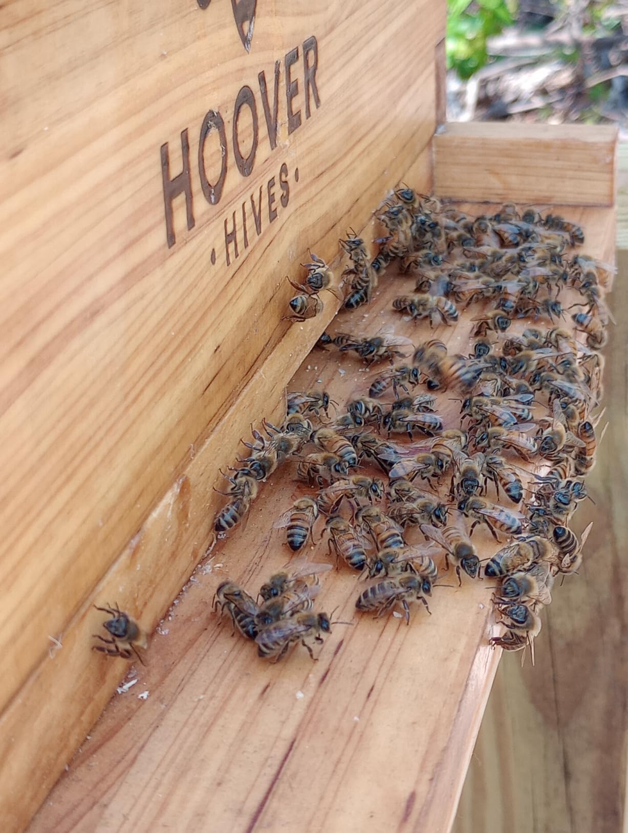 Hoover Hives: The Original Beeswax Coated Beehive Kit. Includes 2 Deep & 1 Medium Boxes with 10 Wooden Frames & Heavy Wax Coated Foundations. Easy Assembly with Predrilled Holes & Screws (Unassembled) customer photo 2