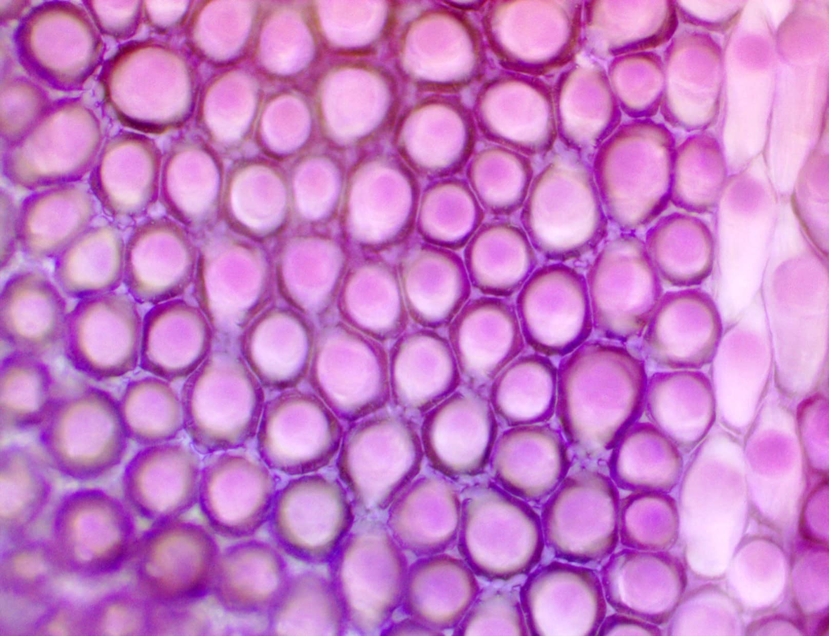 Swift SW380T 40X-2500X Magnification, Siedentopf Head, Research-Grade Trinocular Microscope Compound Lab customer photo 2