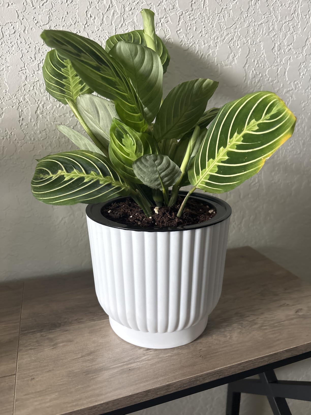 T4U Self Watering Pots for Indoor Plants, 6 Inch 6 Pack Planter White | African violet pothos ferns, Herb garden kitchen, Bottom feed reservoir, Easy care maintenance customer photo 1