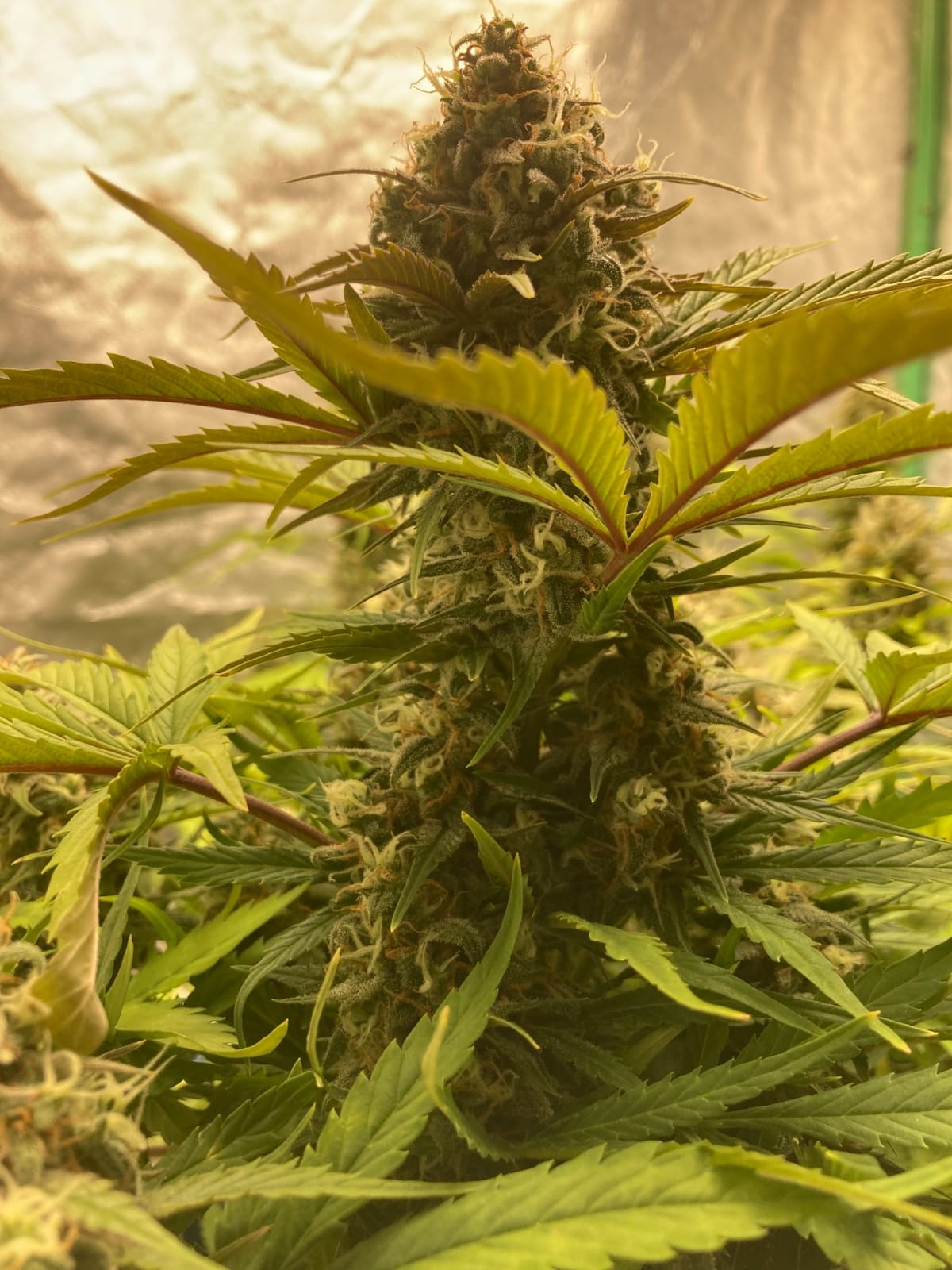 MARS HYDRO 150W TS1000 LED Grow Light for Indoor Plants Full Spectrum | Patented Reflective Hood, Dimmable & Silent Fanless, Daisy-Chain Link, Uniform Light for 2x2/3x3 Grow Tent, Veg to Bloom customer photo 2