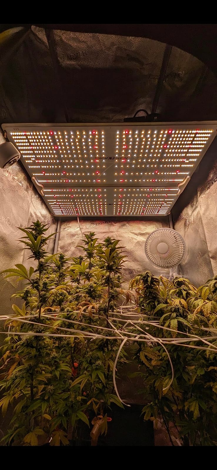 Spider Farmer SF1000 LED Grow Lights for Indoor Plants in 2x2/3x3 Grow Tent | 100W Dimmable Full Spectrum Grow Light, New-Gen High-Efficiency Diodes 2.5 PPE System for Seed Starting, Vegetables & Bloom customer photo 2
