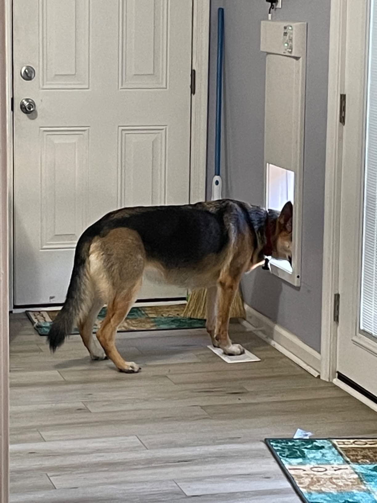 Power Pet Smart Automatic Electronic Pet Door by High Tech Pet (Wall Mount, Large, Non-WiFi) customer photo 1
