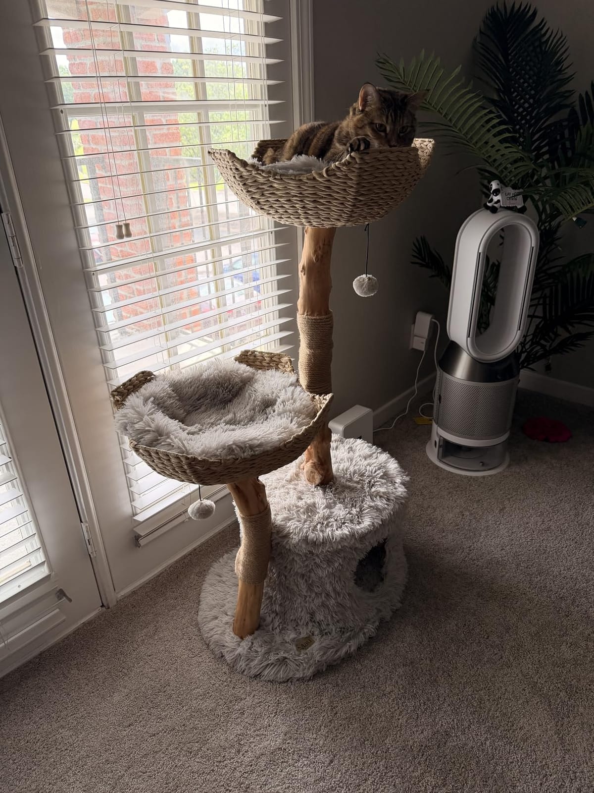 Mau - Modern Cat Tree Tower, Real Branch Wood Condo for Large Cats | Replaceable Parts, Scratching Post, Holds Big Cats up to 23 lb, Luxury Aesthetic Indoor Cat Furniture customer photo 2