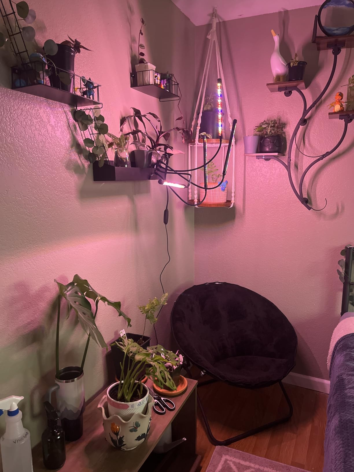 LEOTER Grow Light for Indoor Plants - Upgraded Version 80 LED Lamps with Full Spectrum & Red Blue Spectrum, 3/9/12H Timer, 10 Dimmable Level, Adjustable Gooseneck,3 Switch Modes customer photo 1
