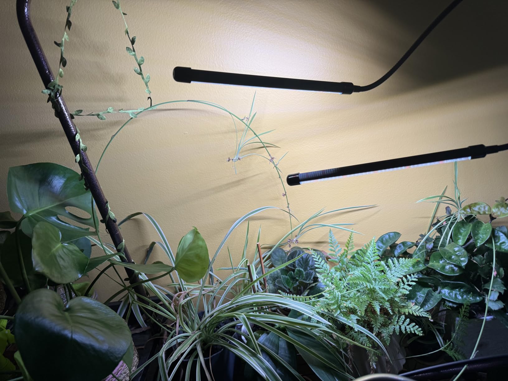 GooingTop Grow Light,6000K Full Spectrum Indoor Plant Growing Lamp | Desk Lamp with White Red LEDs for Indoor Plants,Clamp with Flexible Gooseneck,Brightness Adjustable,Auto Timer 4 8 12Hrs customer photo 1