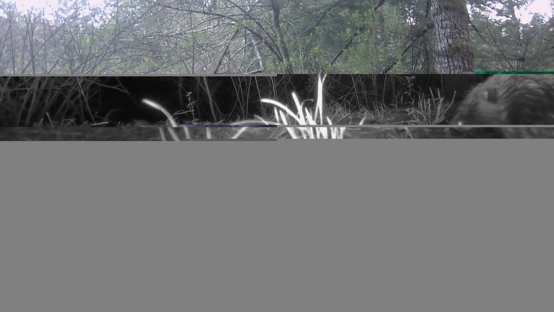 GardePro A3S Trail Camera, 64MP Photo, 1296P HD Video with Sound | 0.1s Trigger, 100ft No-Glow Night Vision, Motion Activated, Non-Cellular, Non-WiFi customer photo 1