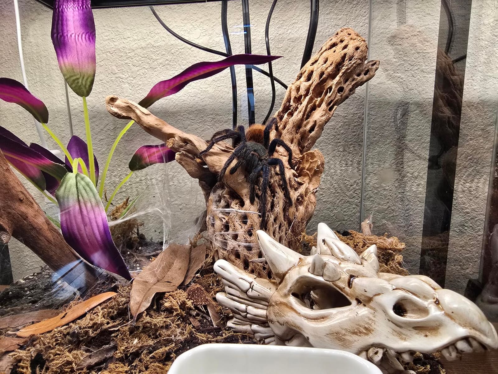 REPTI ZOO Full Glass 15 Gallon Reptile Tank, Medium Terrarium with Top Screen Ventilation customer photo 1