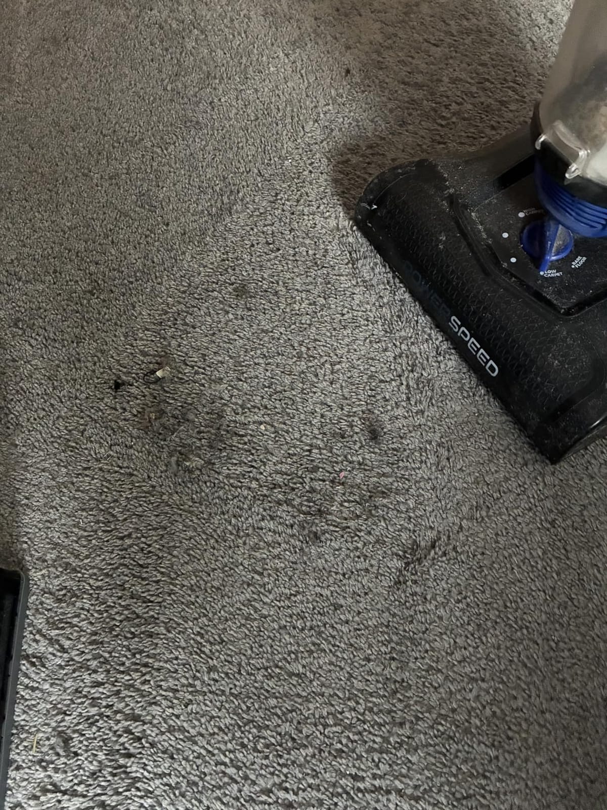 Eureka Lightweight Powerful Upright Vacuum Cleaner for Carpet and Hard Floor, PowerSpeed, New Model,Blue,black/New Model customer photo 1