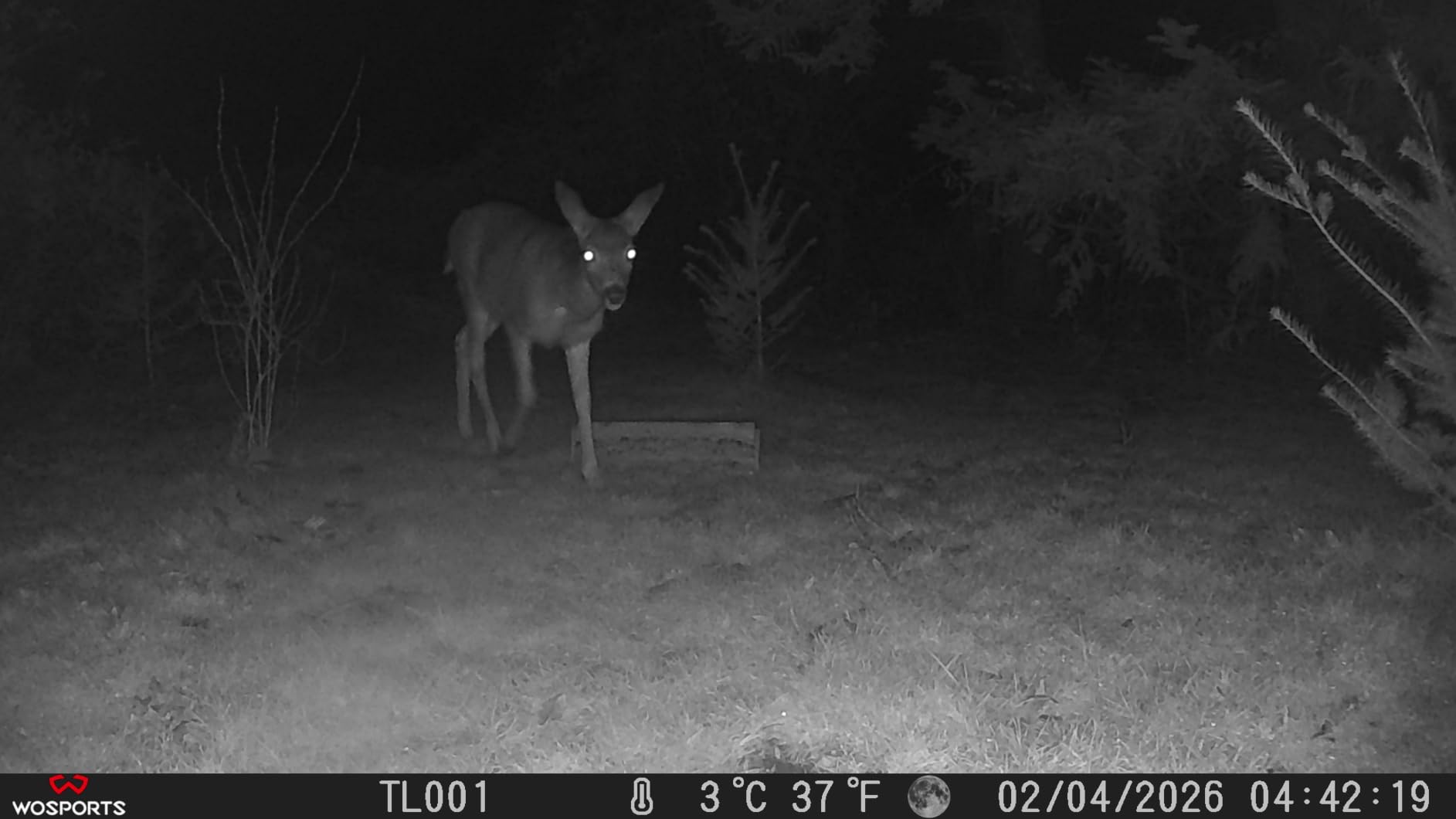 WOSPORTS Trail Camera (Non-Cellular Non-WiFi) 56MP 4K 0.2S Trigger Motion Activated, Game Camera with No-Glow Night Vision 2.0''LCD 120°Wide for Outdoor Scouting Wildlife Monitoring Home Security customer photo 2