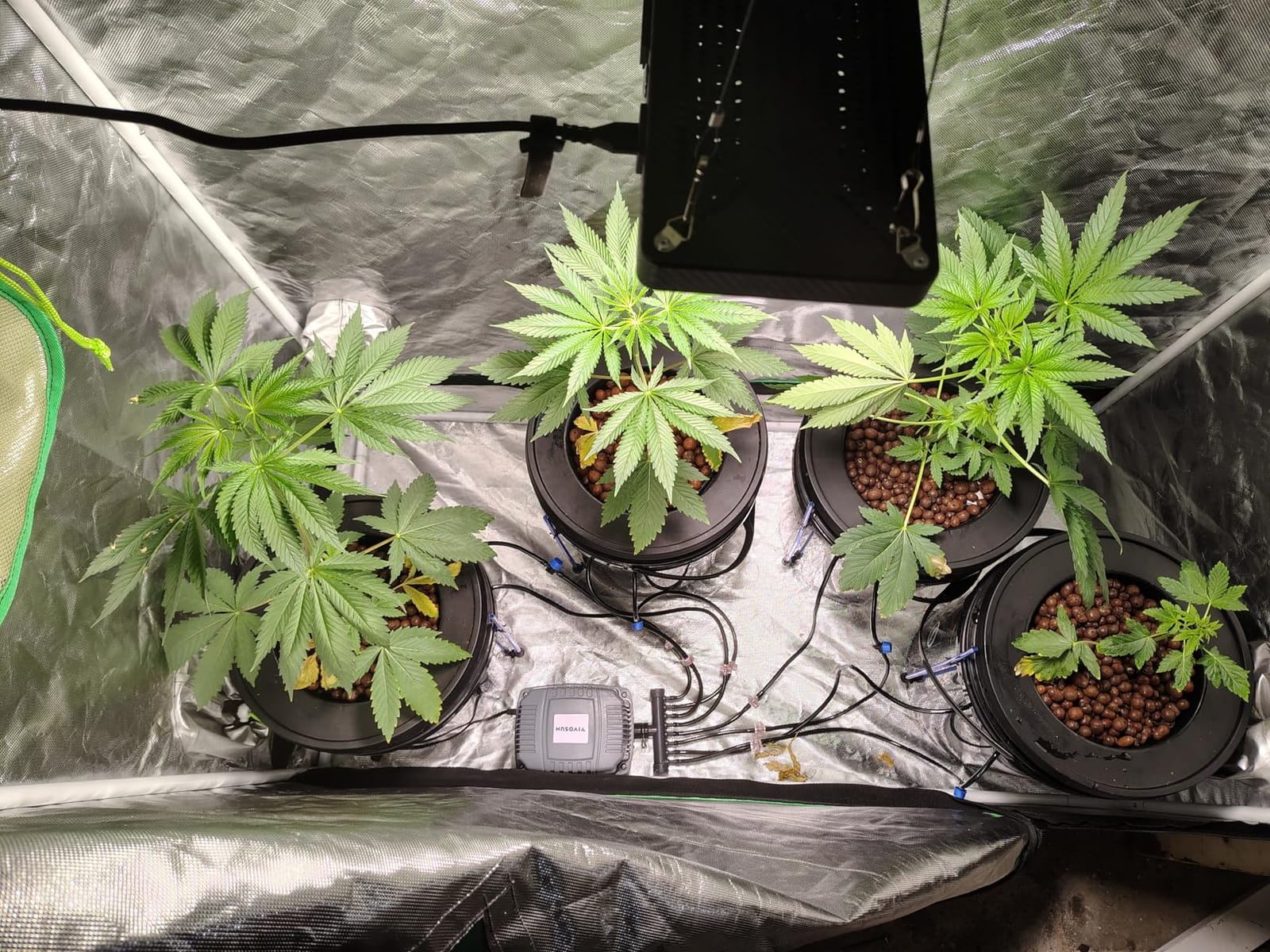 VIVOSUN DWC Hydroponics Grow System with Top Drip Kit 4 Buckets | 5-Gallon Deep Water Culture, Recirculating Drip Garden System with Multi-Purpose Air Hose, Air Pump, and Air Stone customer photo 1