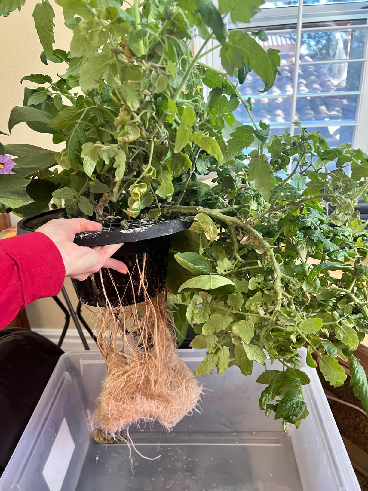 VIVOSUN DWC Hydroponics Grow System with Top Drip Kit 4 Buckets | 5-Gallon Deep Water Culture, Recirculating Drip Garden System with Multi-Purpose Air Hose, Air Pump, and Air Stone customer photo 2