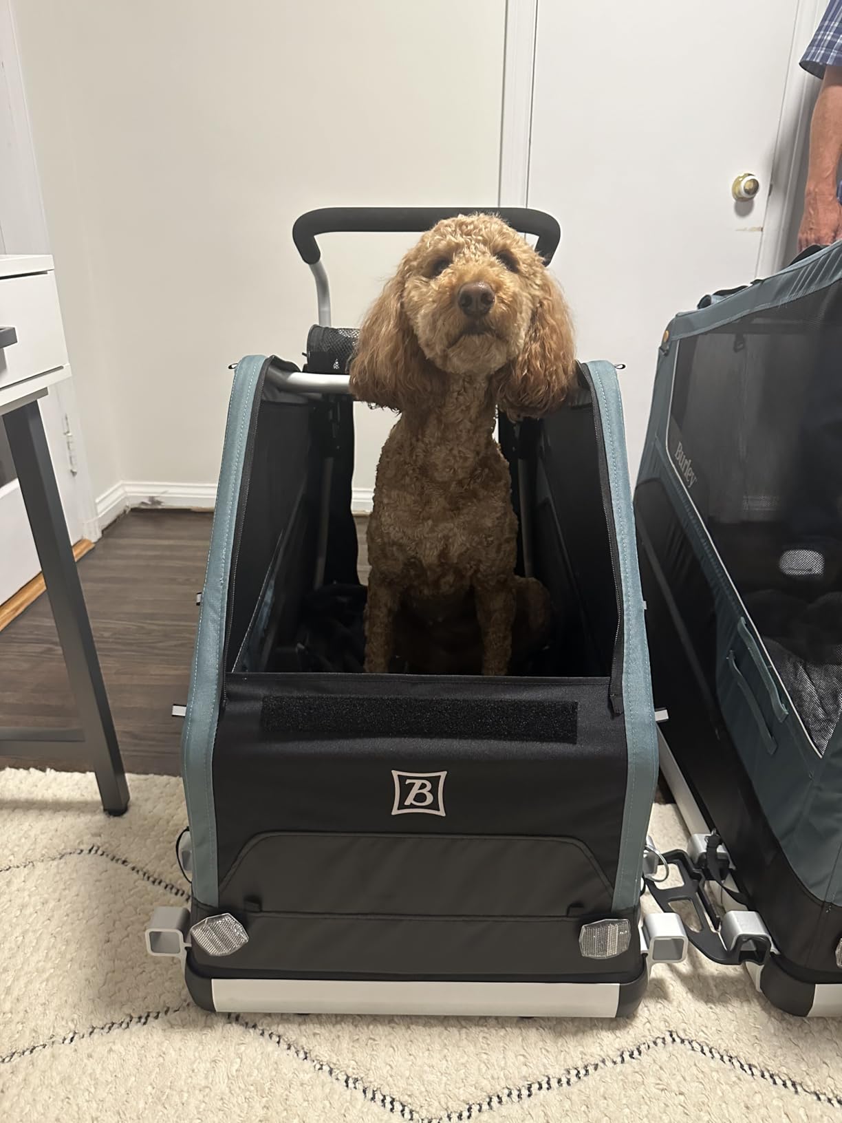 Burley Bark Ranger Pet Bike Trailer customer photo 2