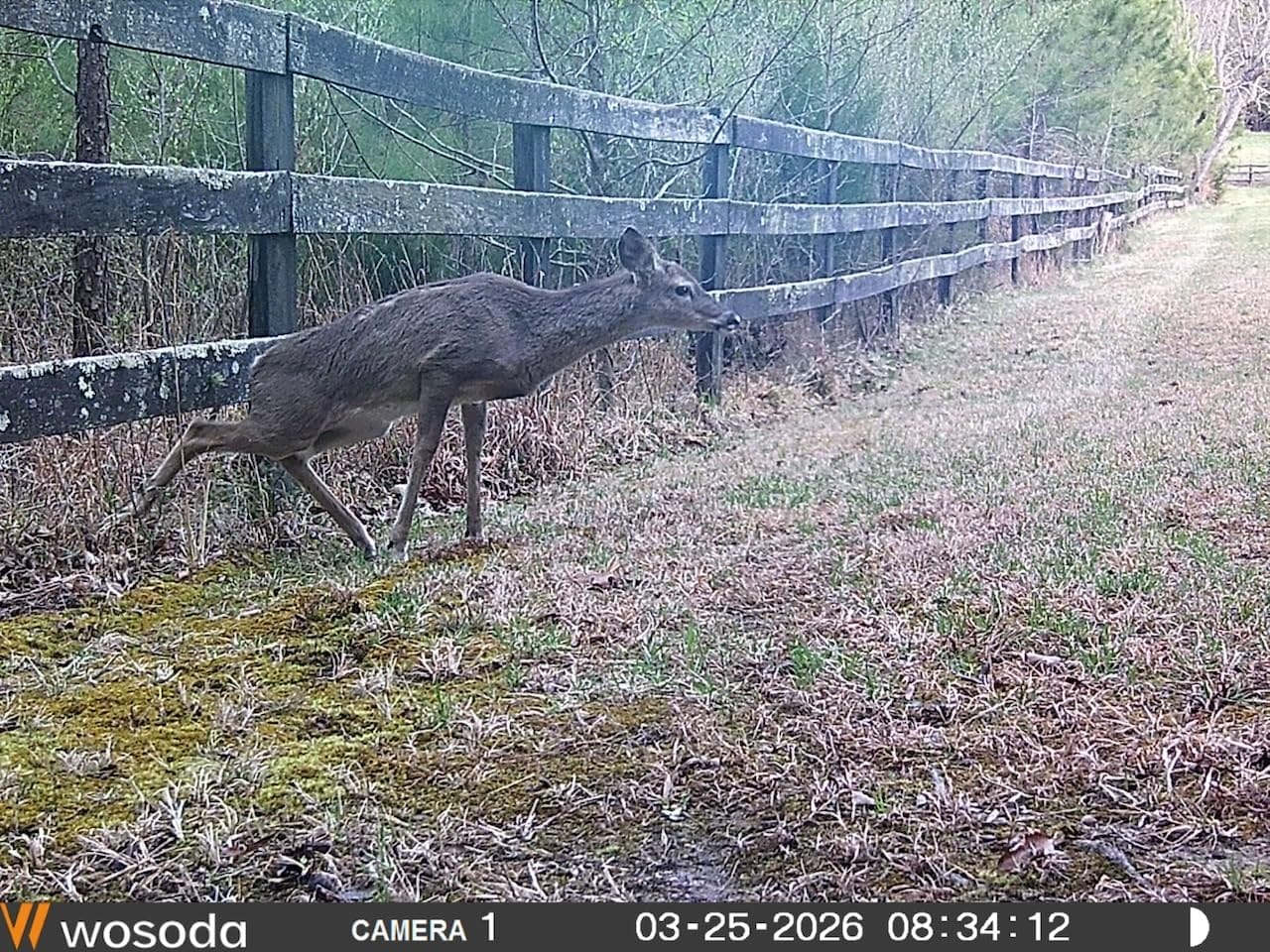 WOSODA 2 Pack Trail Cameras with Night Vision Motion Activated Waterproof, 48MP Hunting Game Camera, 1080P HD Trail Cam for Wildlife Monitoring, Outdoor Scouting & Security (Non-Cellular Non-WiFi) customer photo 1