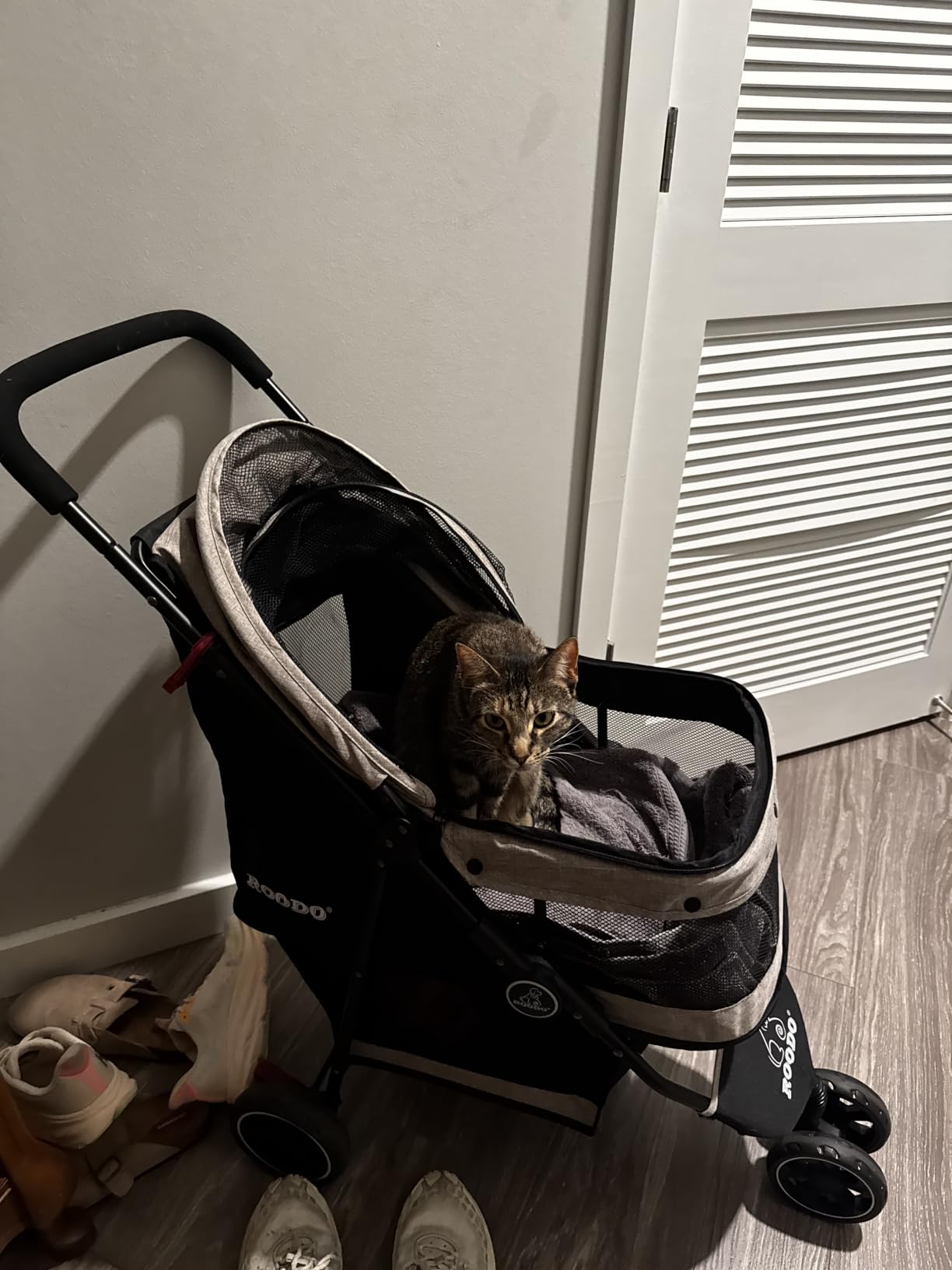 ROODO 3 Wheel Pet Stroller Best Lightweight Foldable Compact Portable Jogger All Terrain Travel Pet Gear Puppy Kitty Stroller for up to 30lbs Medium Small Dogs and Cats (Green) customer photo 1