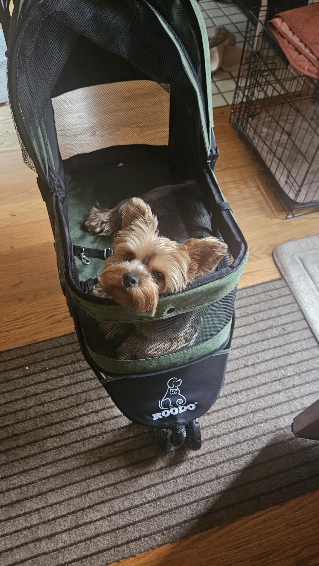 ROODO 3 Wheel Pet Stroller Best Lightweight Foldable Compact Portable Jogger All Terrain Travel Pet Gear Puppy Kitty Stroller for up to 30lbs Medium Small Dogs and Cats (Green) customer photo 2