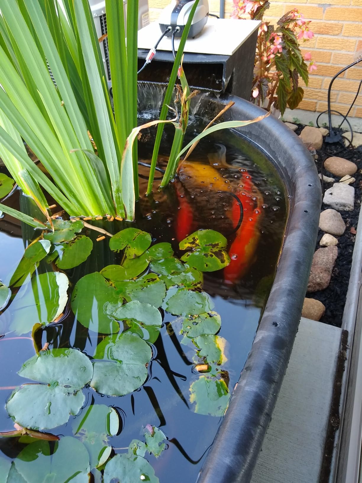 AquaMiracle All-in-One Koi Pond Aerator for Outdoor Ponds up to 1000 Gallons, Pond Air Pump Pond Aeration System with Double Outlet Airline Tubing Air Stones Check Valves customer photo 2