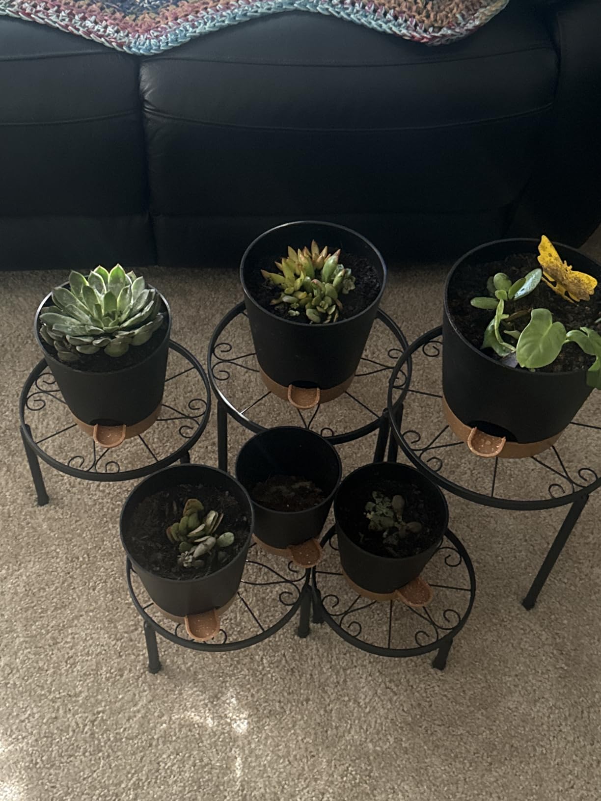 YNNICO Indoor Self Watering Planters with Drainage Holes and Saucers, 8, 7, 6.5, 6, 5.5, 5 Inches, Green, 6 Pots customer photo 2
