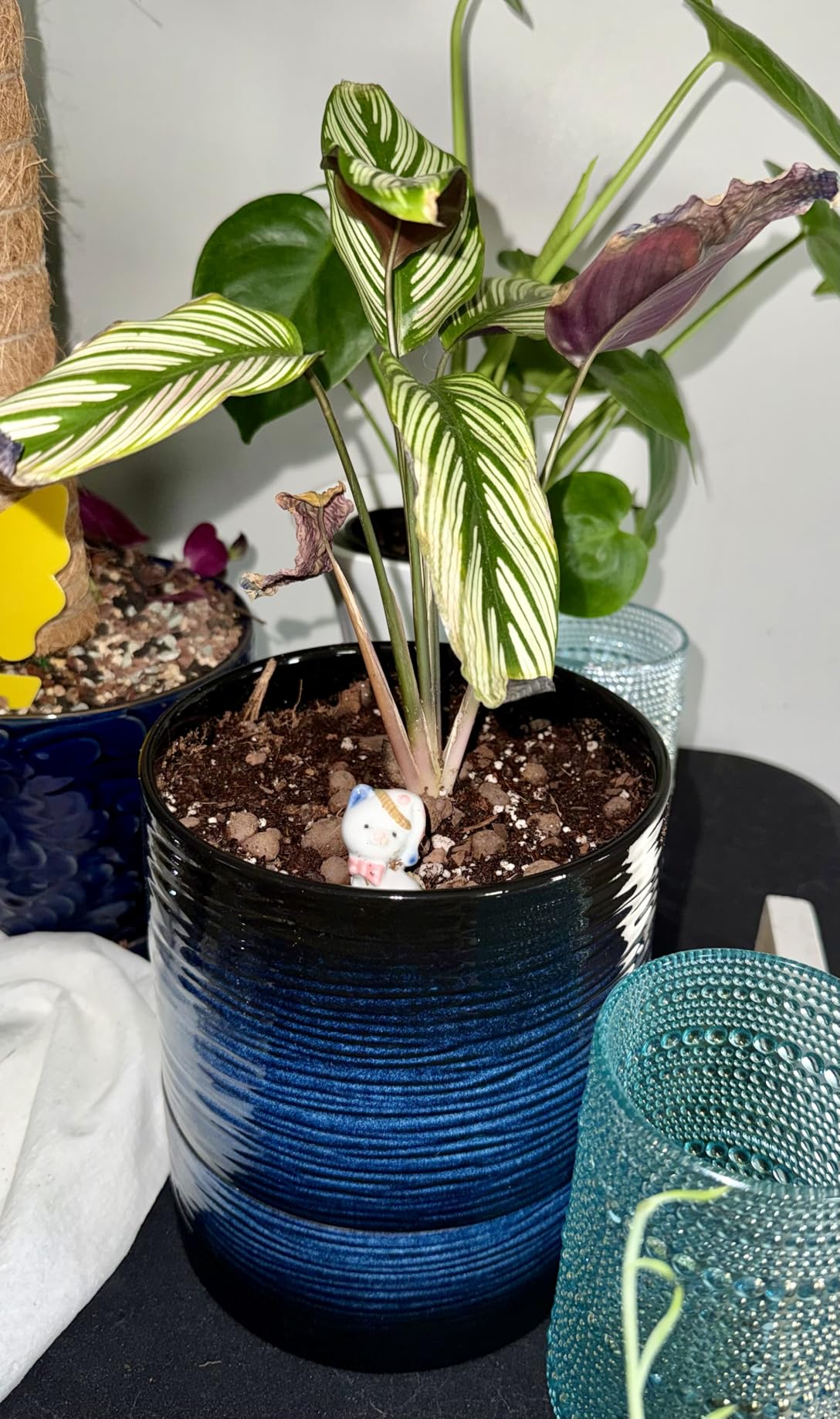 Nihow Ceramic Self Watering Plant Pot for Indoor Plants, 6 Inch, Cream White | Planter with Cotton Wick, Drainage Hole & Water Storage Plus, Cylinder Round Flower Pot, For Succulent/Herbs/Violets customer photo 1